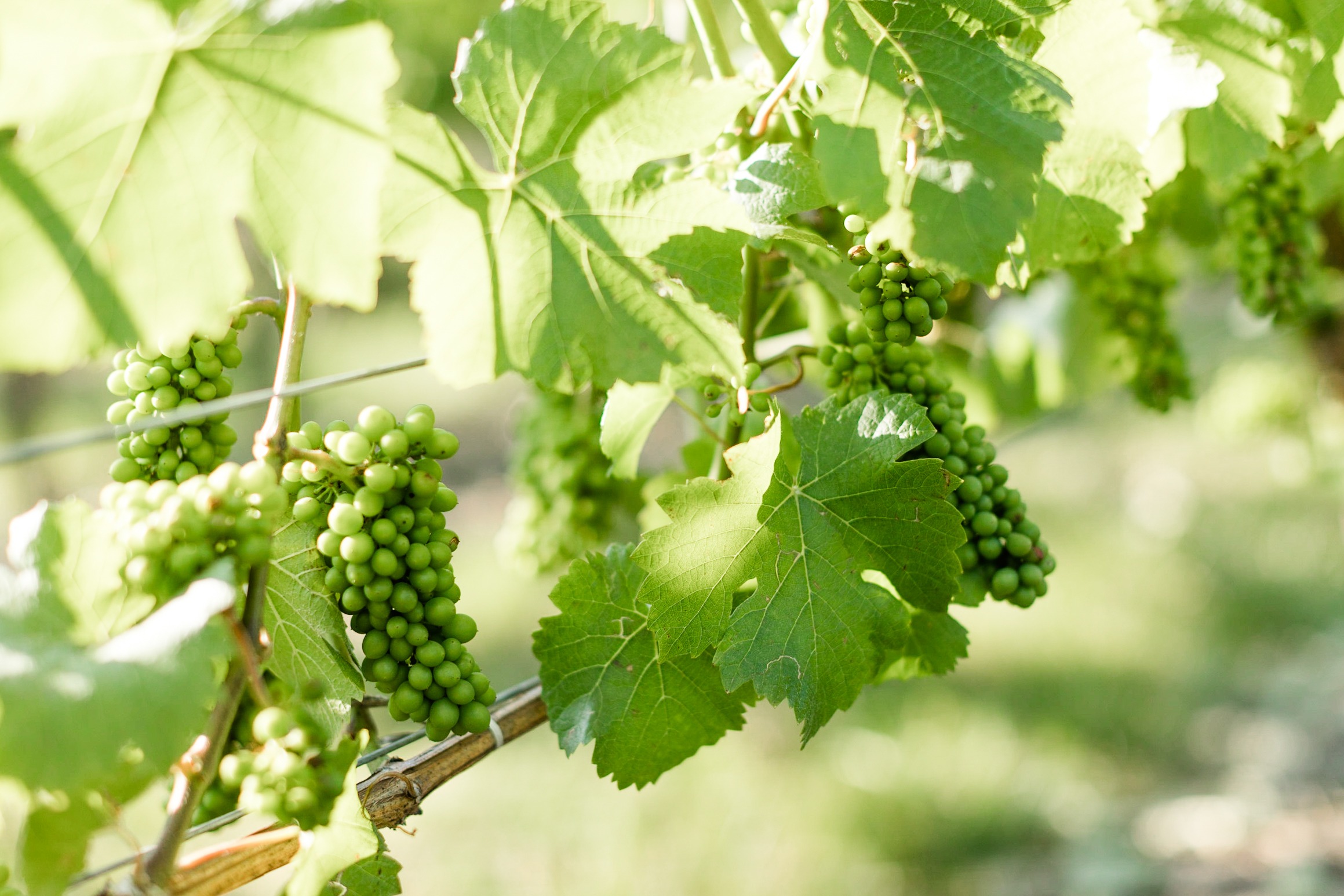 20190722_BC Wine Institute_Kootenays_Baillie-Grohman-8587