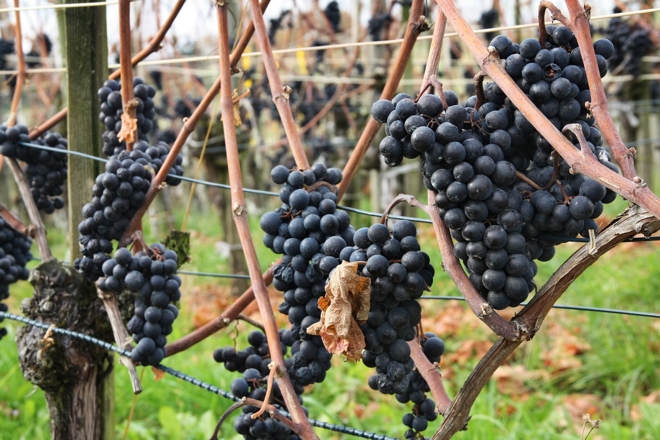 Grapes for making ice wine - this grape sort is harvested only after winter frost