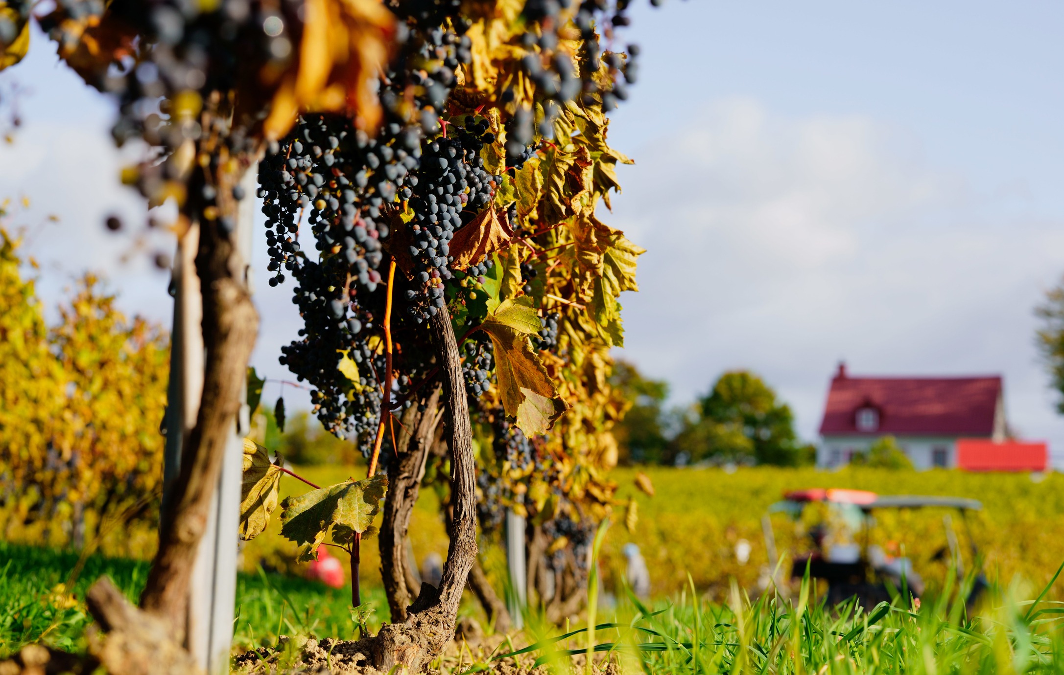 Red Wine Grapes