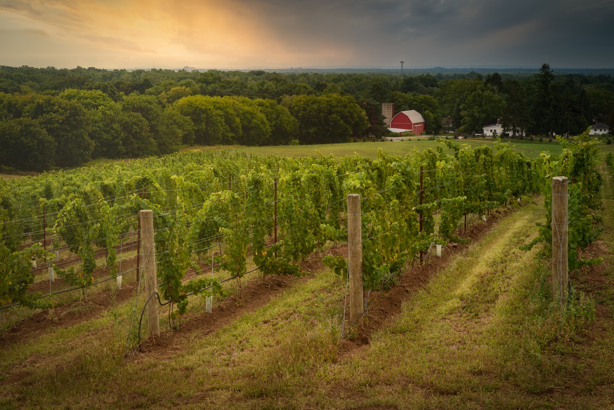 Morning skies over a vineyard in the country, wine country