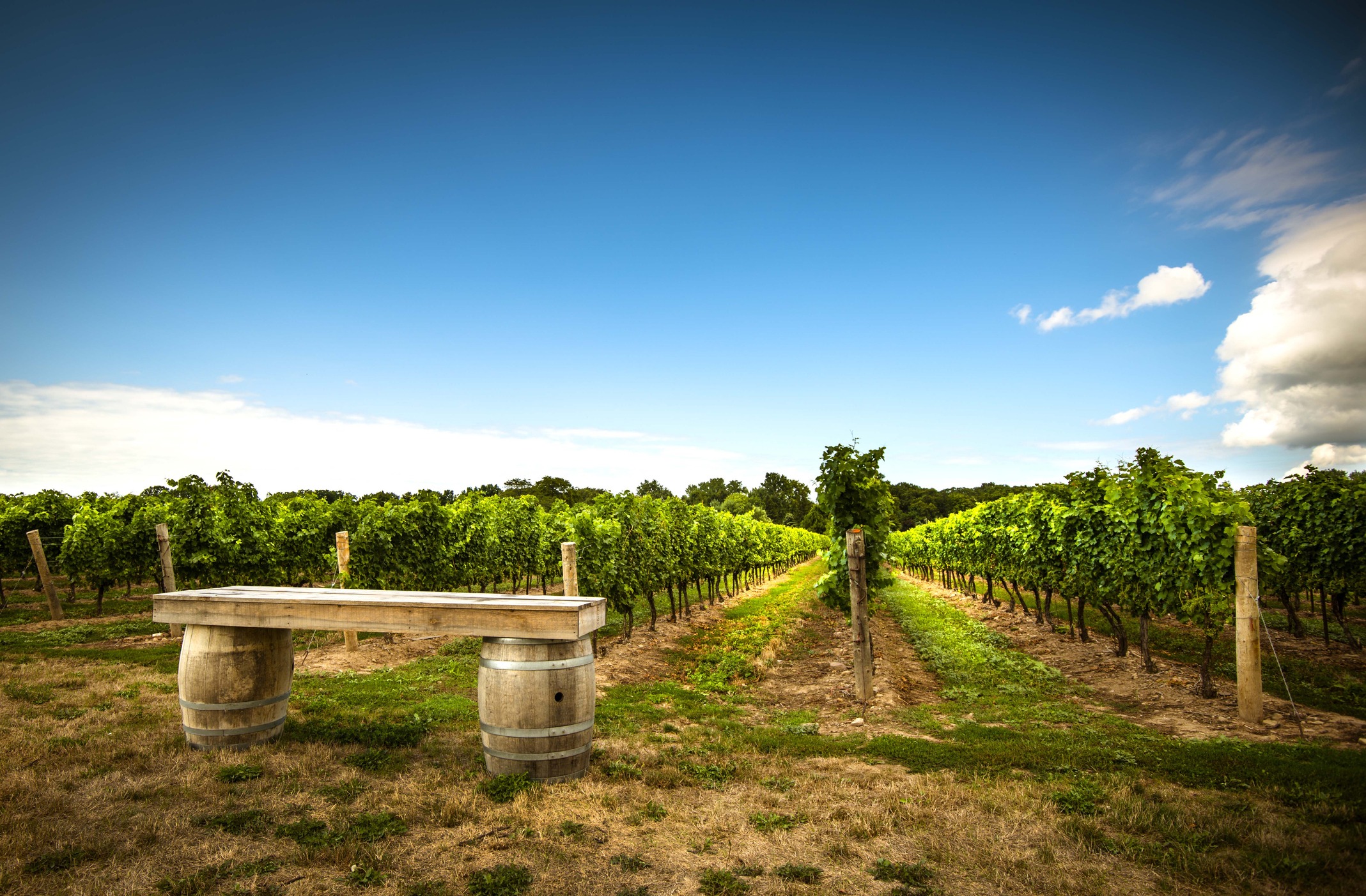 beautiful family vineyard