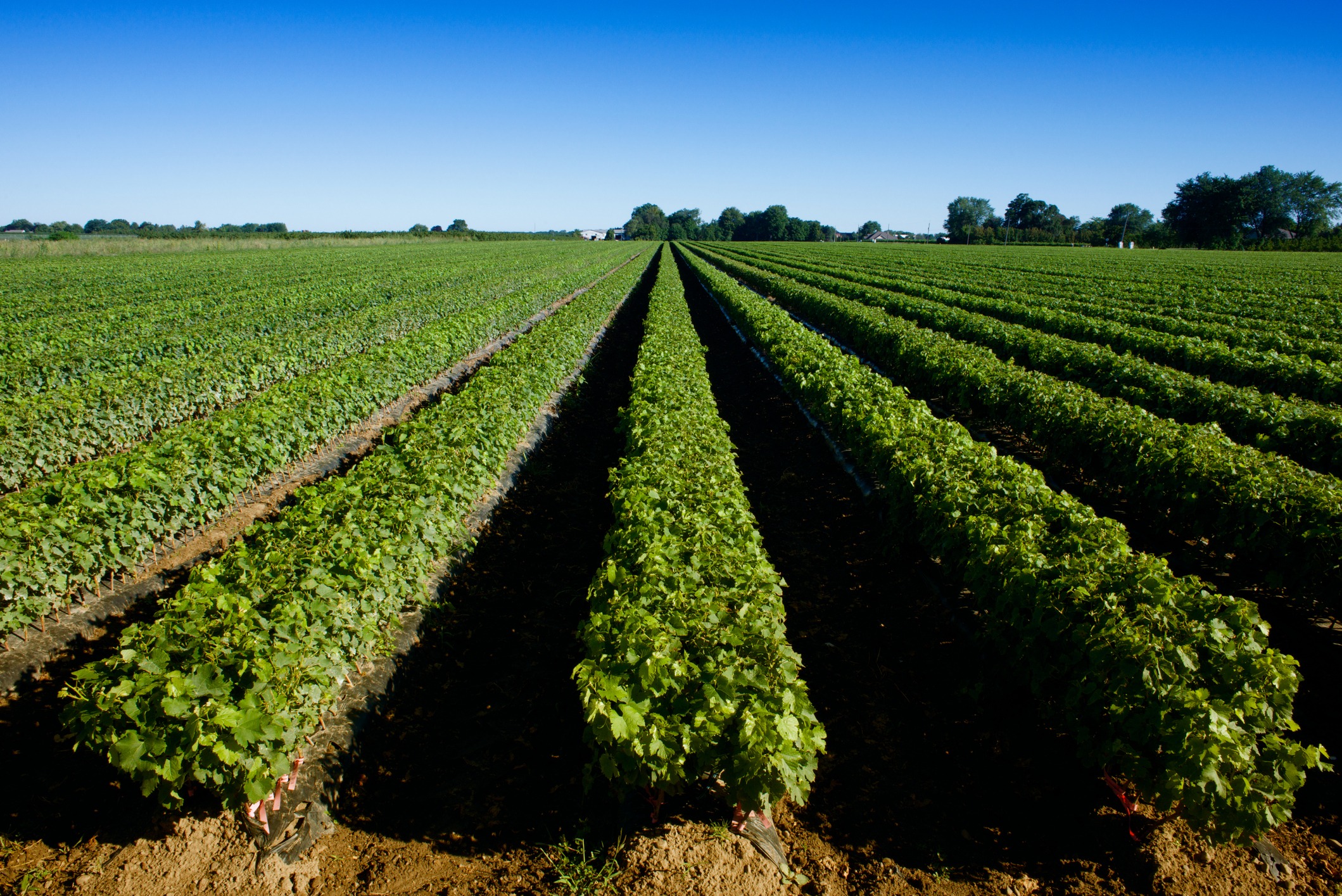 Young grape vines, prior to being transplanted into vineyards for wine production, photographed in Niagara on the Lake, Canada