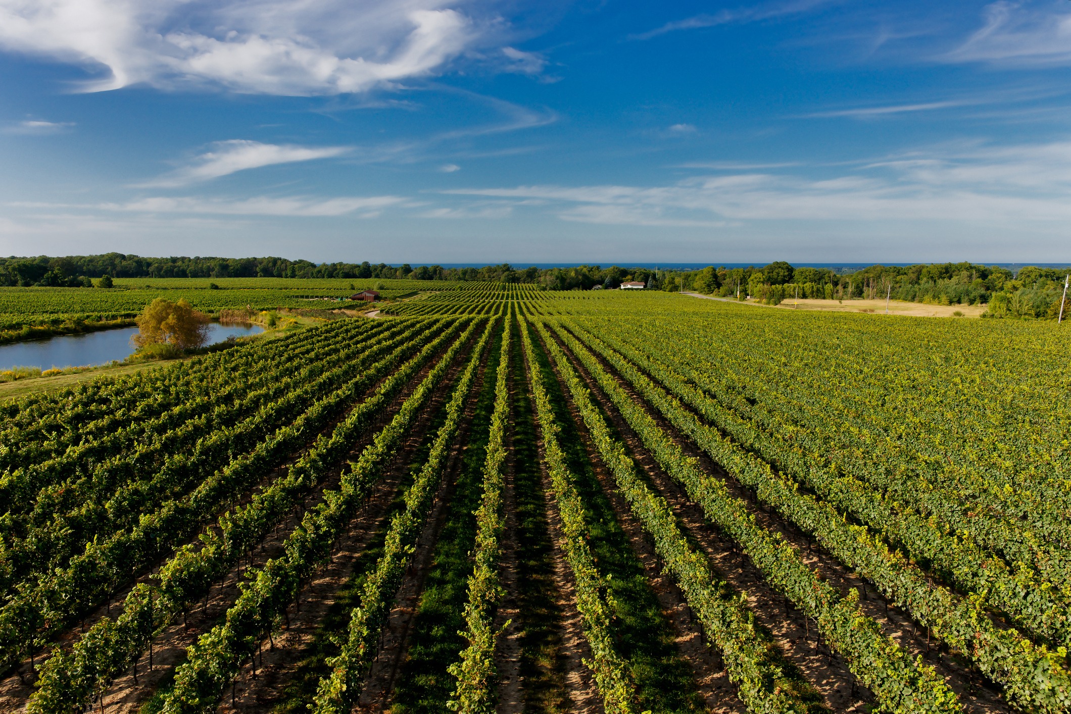 Aerial view of a vineyard in southern Ontario