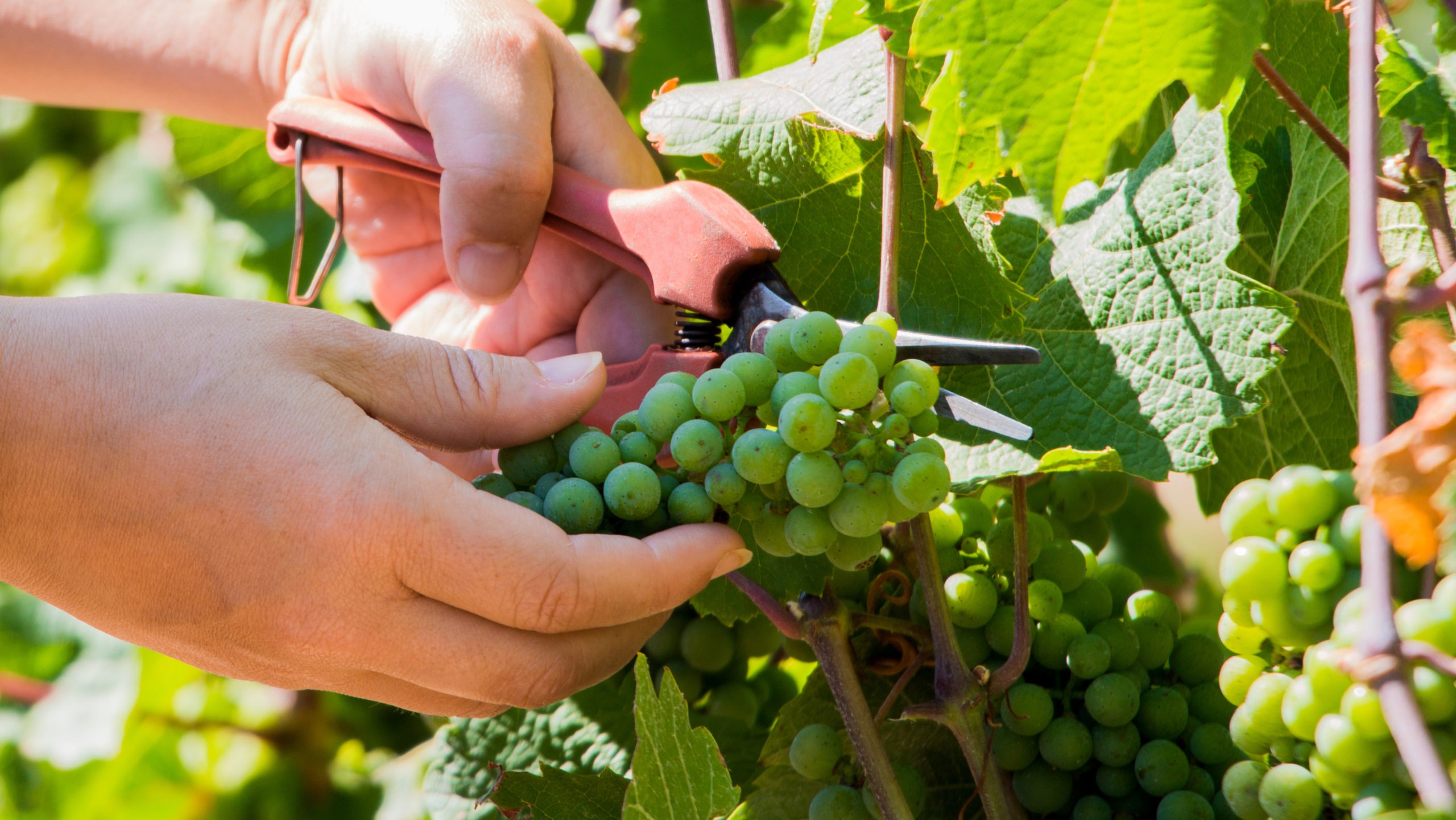 Harvesting and Cutting Green Grapes in Vineyard
