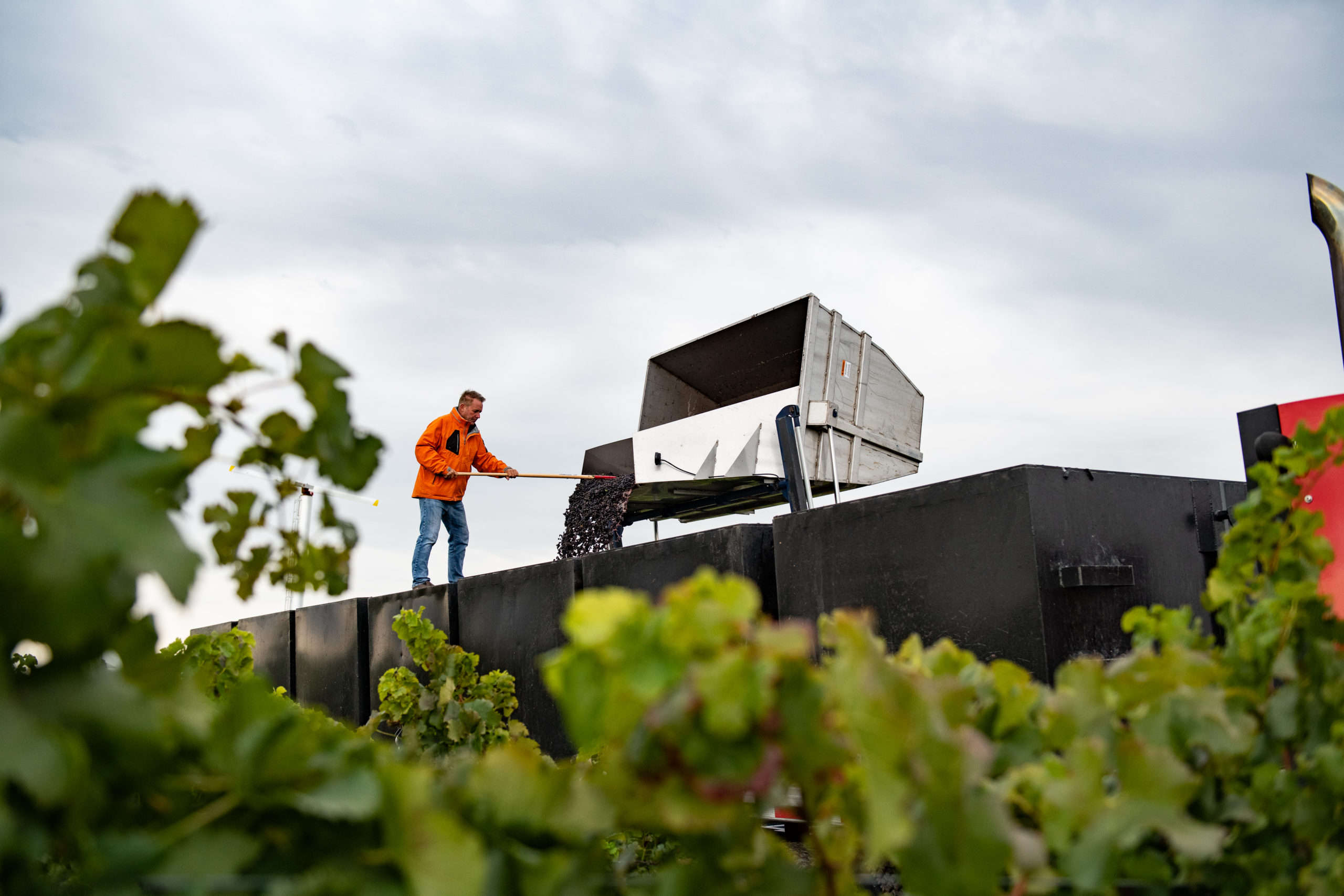 Grapes being unloaded from a truck