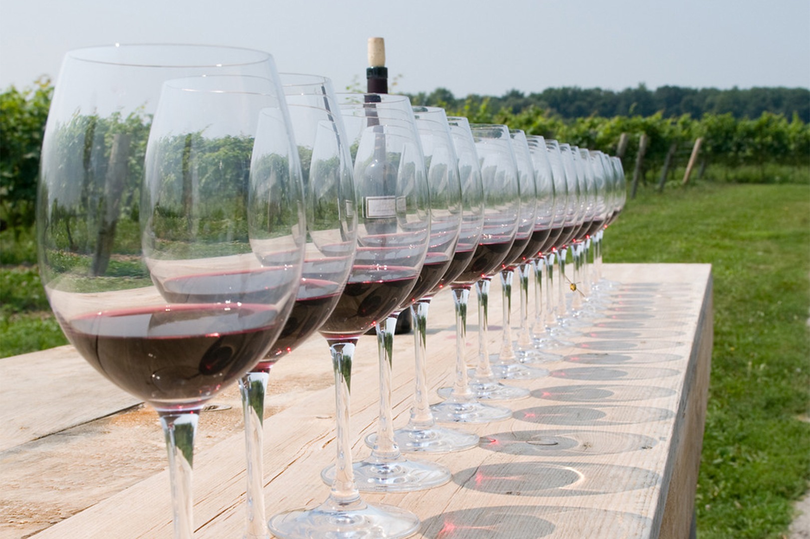VQA Certified wines in wine glasses