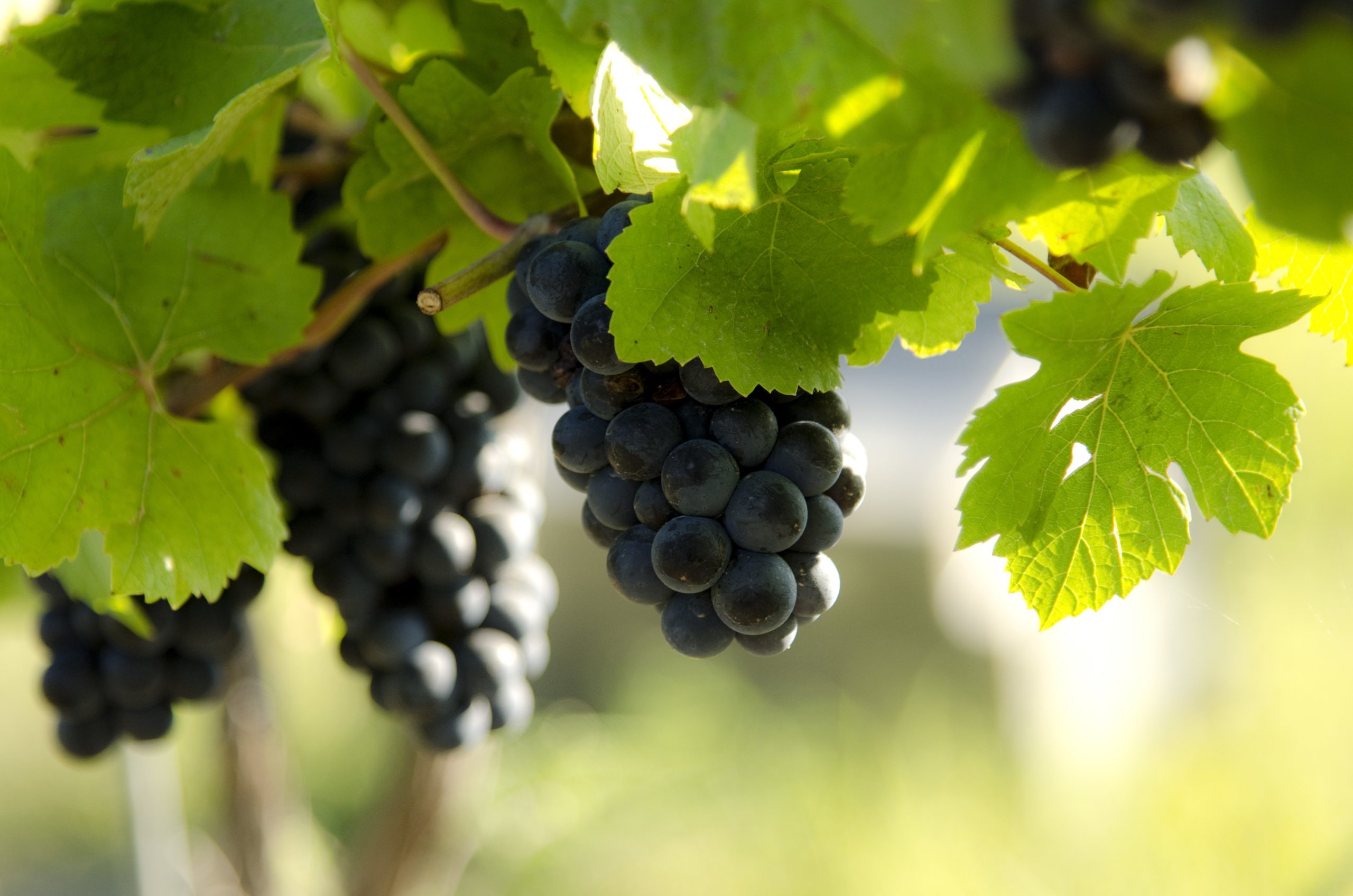 Grapes in a Niagara Peninsula winery