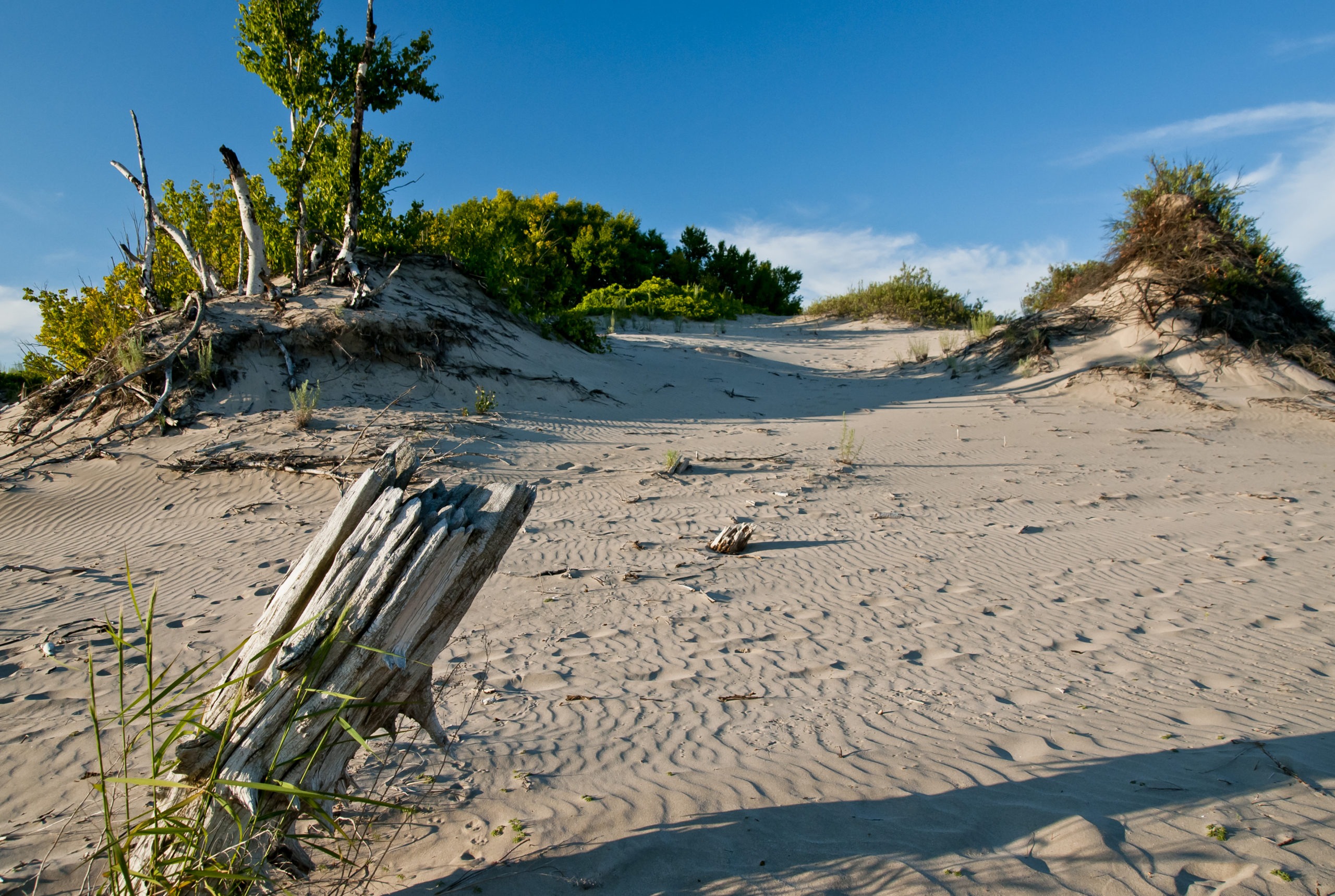 shifting sands bring life or death in Sandbanks Provincial park