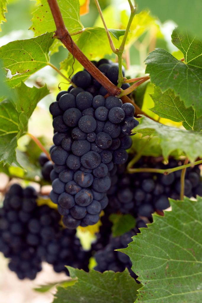 Grapes being grown in a Prince Edward County winery