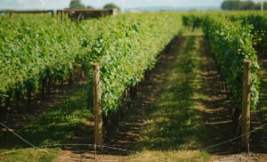 Advanced Ontario VQA Wine Appellations: Comprehensive Six-Module Course