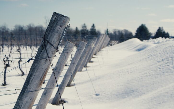 Niagara grapes vines in snow.