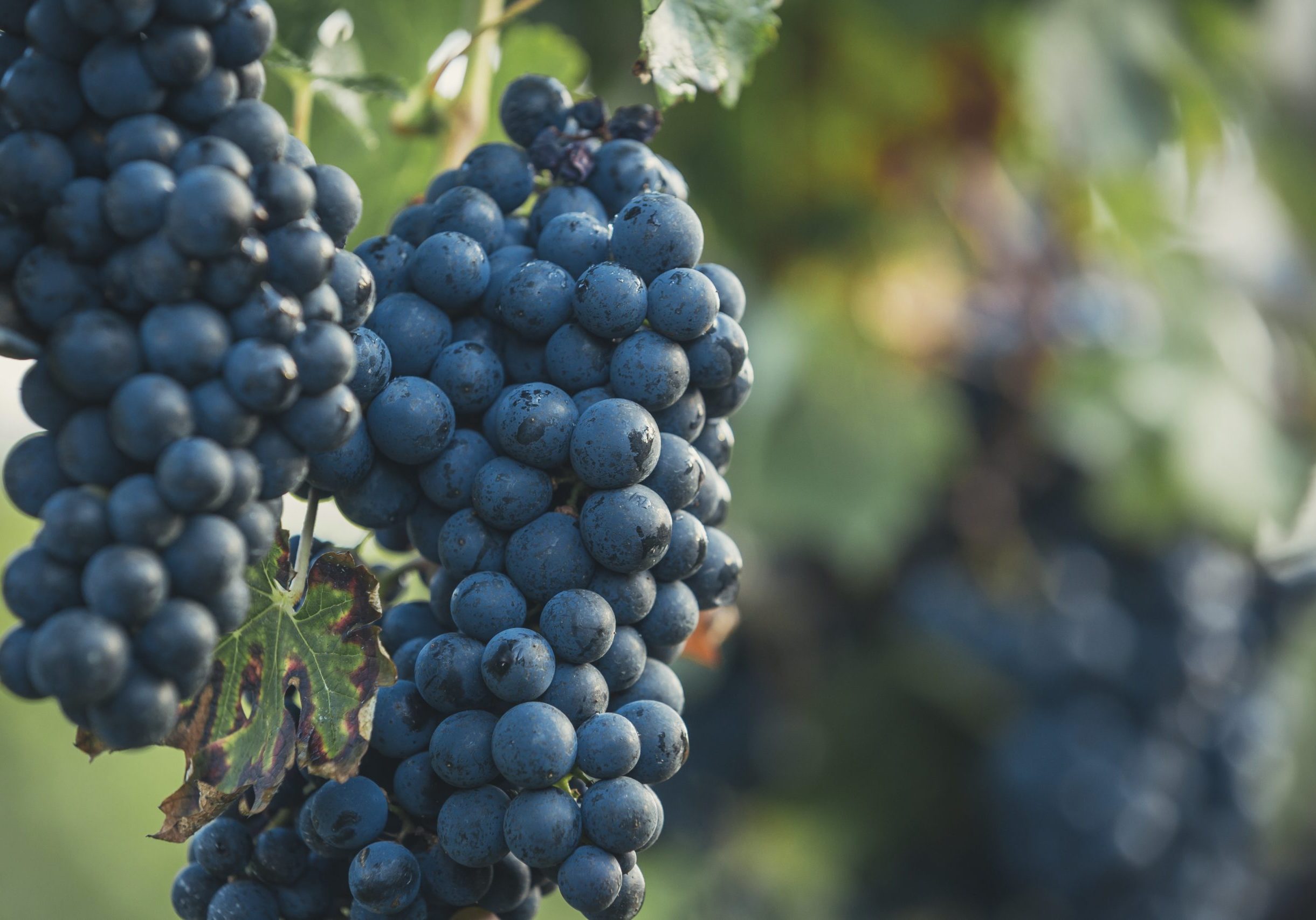 Wine Grapes